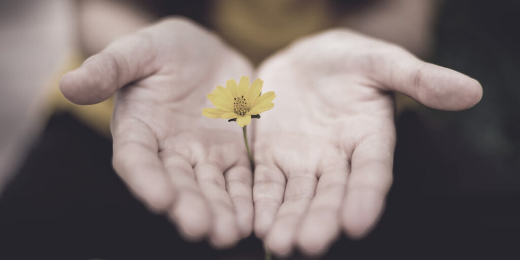 small flower in open hands